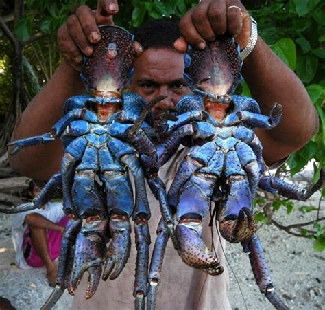 Giant coconut crab (27 pics) - Izismile.com