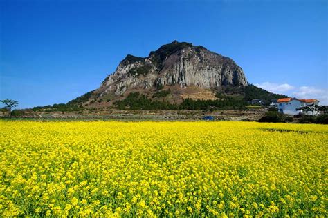 Jeju autumn itinerary — 6 best places to visit & top things to do in Jeju autumn foliage season ...