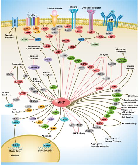 Signaling Pathway