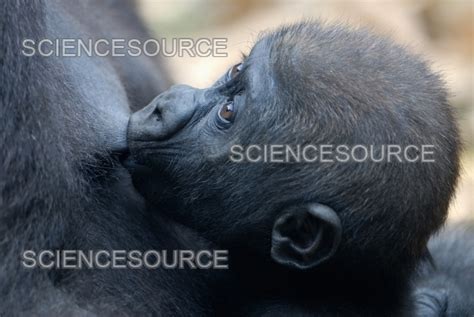 Photograph | Baby Western Lowland Gorilla nursing | Science Source Images