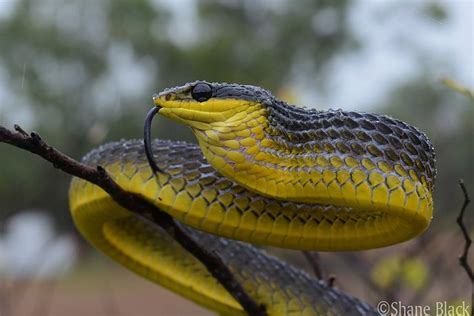 Common Tree Snake (Dendrelaphis punctulatus) - a photo on Flickriver