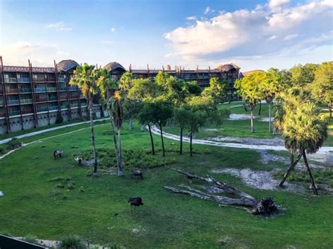 Animal Kingdom Lodge Savannah View | Wish Upon a Star With Us