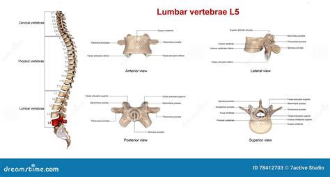 Lumbar vertebrae L5 stock illustration. Illustration of spinal - 78412703