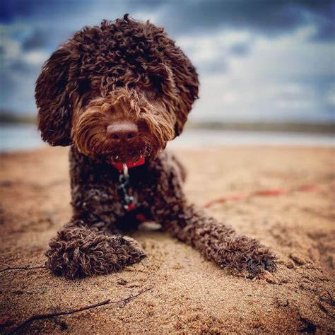 15 Cool Facts About Lagotto Romagnolo Dogs | Page 2 of 5 | The Dogman