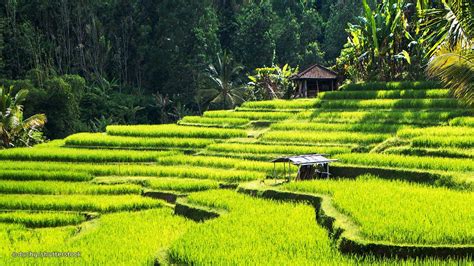 Ubud Rice Terraces Bali Wallpaper HD 94244 - Baltana