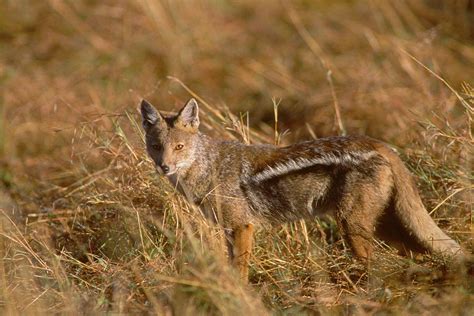 Side-striped jackal - taiapacks