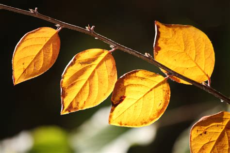 Golden Orange Fall Leaves in Sunlight CloseUp Picture | Free Photograph | Photos Public Domain