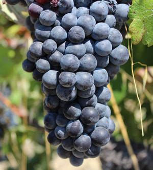 Learn About Wine Grapes Zinfandel - Berry Bros. & Rudd