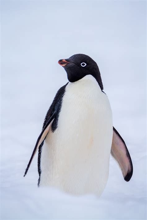 Adele Penguin In The Snow Fine Art Photo Print For Sale | Photos by Joseph C. Filer