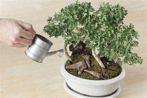 Bonsai gießen: Wann, wie oft & wie viel? - Plantura