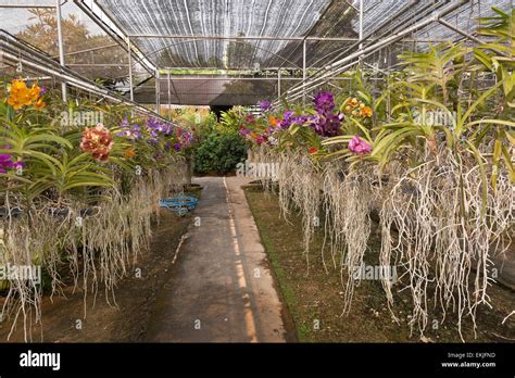 Orchid farm, Thailand, flowers growing in hanging pots in charcoal ...