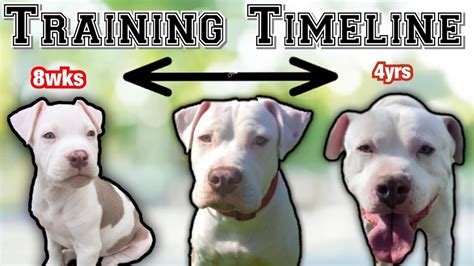 Complete Pit bull puppy Training Schedule by AGE! – HousePetsCare.com