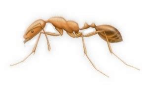 Ant Identification Guide | AJ Southwest - Organic Landscaping and Pest ...