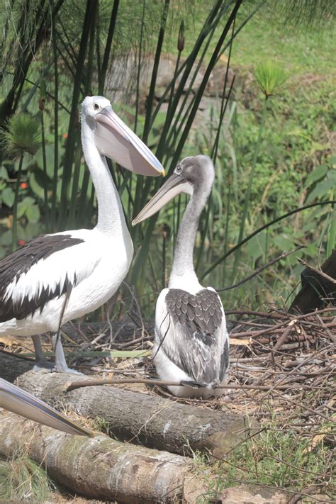 Fakta Unik Burung Pelikan, Nikmati Feedingnya di Danau Caravan Taman Safari Bogor