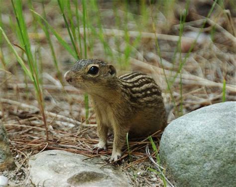 Thirteen-lined Ground Squirrel | Spermophilus tridecemlineatus | Mammal