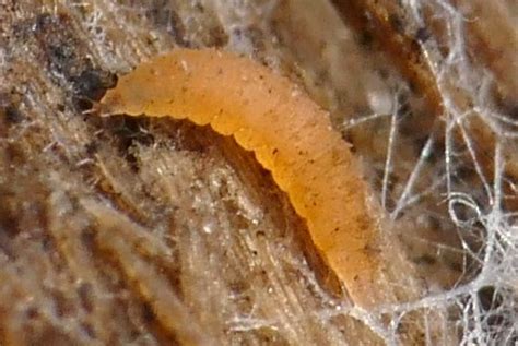 Diptera.info - Discussion Forum: orange larva, 2015-10-29 > eventually Lestremiinae