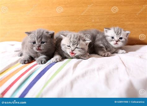 Cute Baby Kittens Playing on the Bed Stock Photo - Image of coach, armchair: 63891900