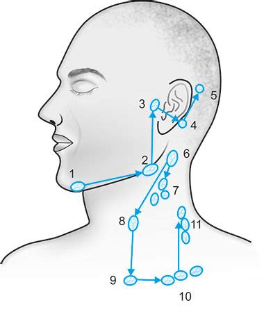 Jugular Lymph Nodes