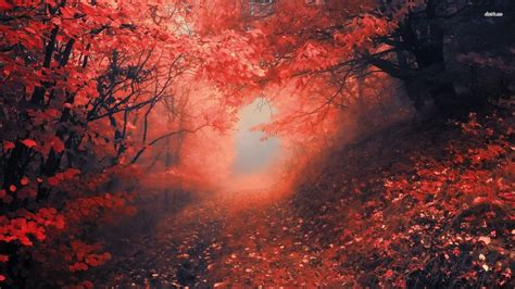 Forest Red Wallpapers - Wallpaper Cave