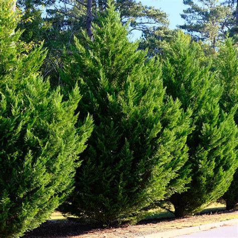 European Cypress Christmas Tree | Lively Root