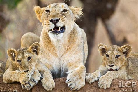 Asiatic lions of the Gir Forest whose only chance of survival is relocation | Daily Mail Online