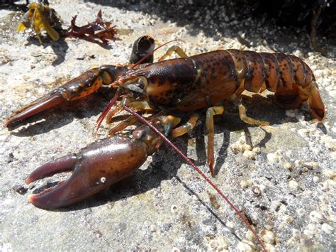 American Lobster, Homarus americanus H. Milne-Edwards, 183… | Flickr