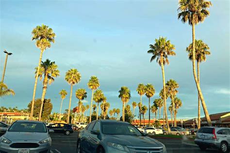 Are Palm Trees Native To California? 4 Places To Find Them (2024)