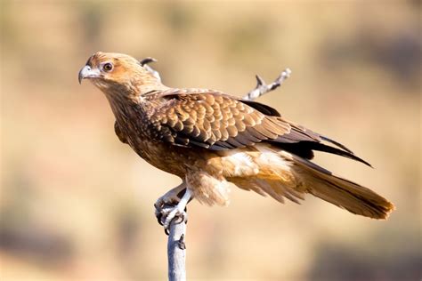 Kangaroo Predators: What Eats Kangaroos? (8 Natural Enemies)