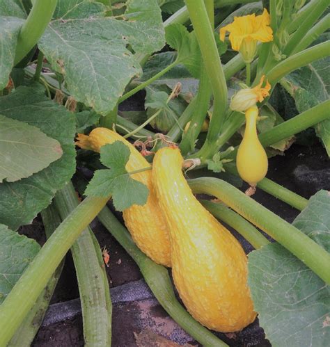 "Early Summer Crookneck" Organic Yellow Summer Squash Seed - out of stock - Triple Divide ...