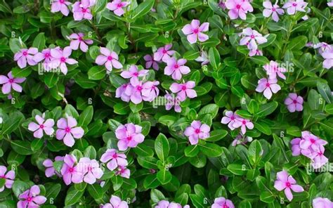 10+ Catharanthus Pictures & Photos 🍁 Green Gardens