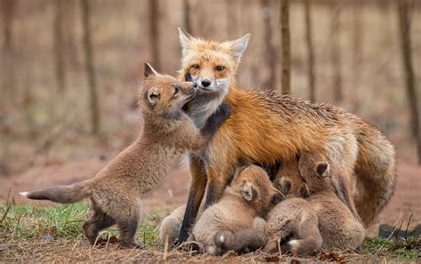 Announcing the winners of the 2022 Canadian Wildlife Photography of the ...