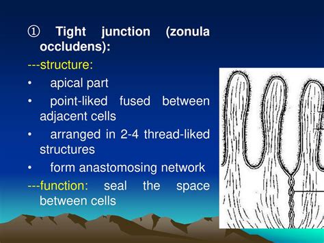 Chapter 2 Epithelium. - ppt download