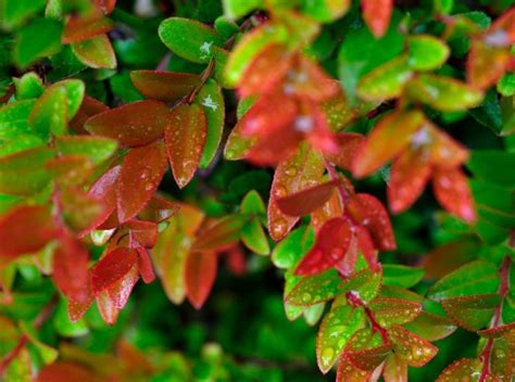 Evergreen Huckleberry – Garden By The Sea Ocean Shores