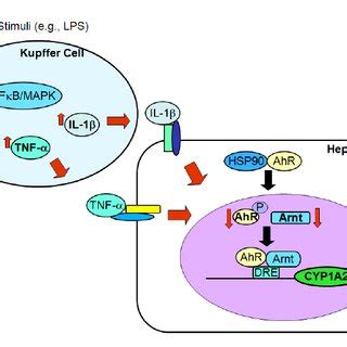 Schematic representation of the potential mechanism of CYP1A2... | Download Scientific Diagram