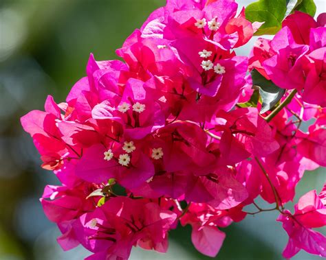 Pink Bougainvillea Flowers | Pink plant, Beautiful flowers, Flowers