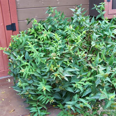 Diervilla lonicera #3 (Dwarf Bush Honeysuckle) - Scioto Gardens Nursery