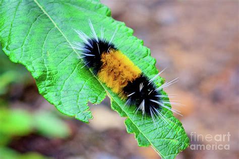 Spotted Tussock Moth Caterpillar Photograph by Anna Serebryanik - Fine Art America