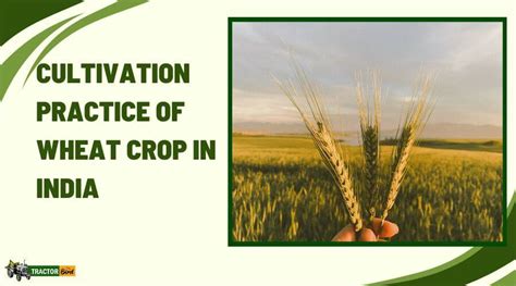 Cultivation Practice Of Wheat Crop In India