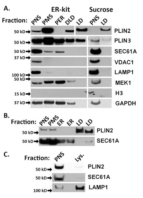 Rapid Lipid Droplet Isolation Protocol Using a Well-established ...