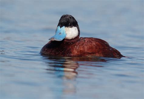 Living on Earth: BirdNote®: Ruddy Duck