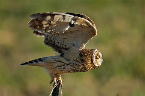 Short-eared Owl Takes Flight | BirdNote