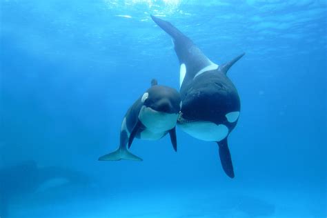 Orca Orcinus Orca Mother And Newborn Photograph by Hiroya Minakuchi