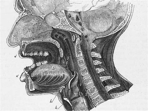 Anatomy Of Vocal Tract - Anatomical Charts & Posters