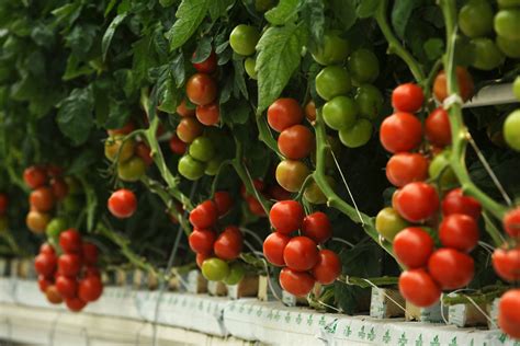 How to Grow Your Best Hydroponic Tomatoes | Greenway Biotech – Greenway ...