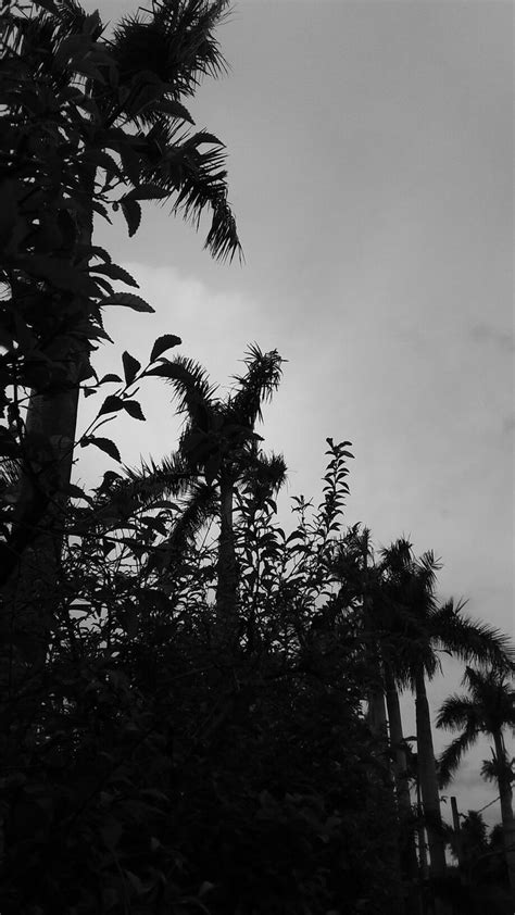 Hitam Putih Panorama Pohon Palm Tree Wallpaper