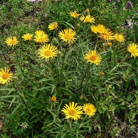 Elecampane Official Organic Plant Seeds for Banishing - Etsy