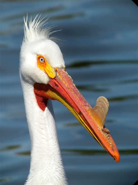 American White Pelican - eBirdr