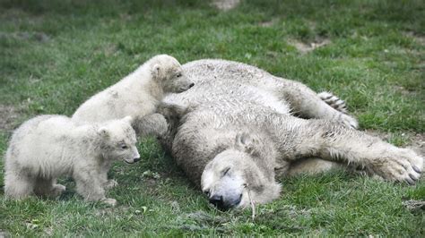 Twin polar bear cubs leave den at Ouwehands Zoo in Netherlands | KidsNews