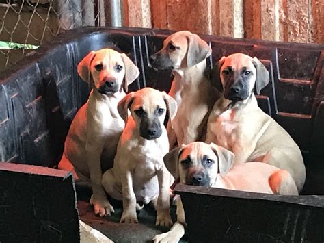 Black Mouth Cur Puppies