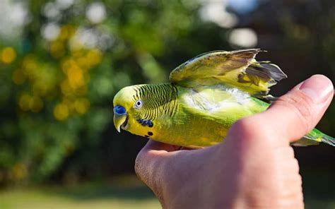 Budgie Training 101: Teach your parakeet tricks | ThePerruches.com